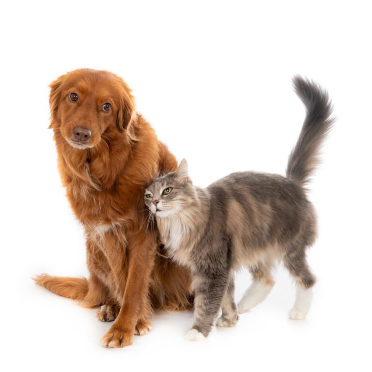 eliminar as pulgas dos cachorros e gatos
