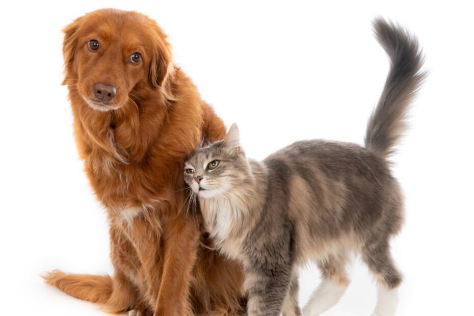 Aprenda a eliminar as pulgas dos cachorros e gatos! 12 eliminar as pulgas dos cachorros e gatos