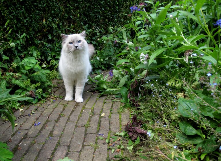 Cat in the garden 1