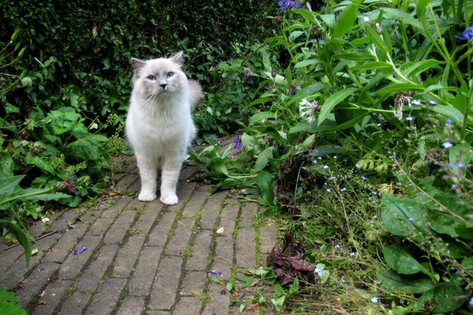 Cat in the garden 1