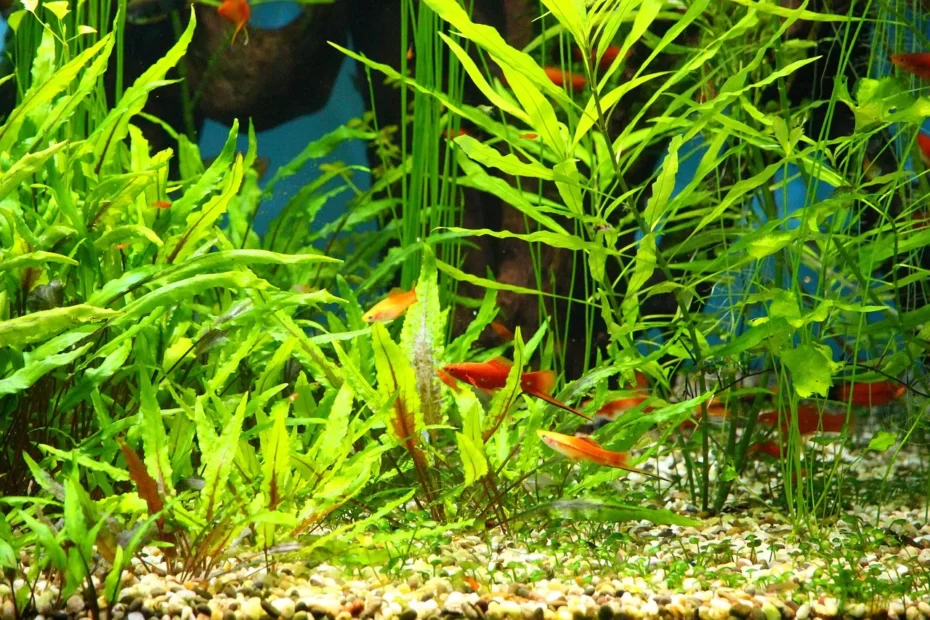 Plantas para aquário: as melhores opções 12 platypus 5320391 1280