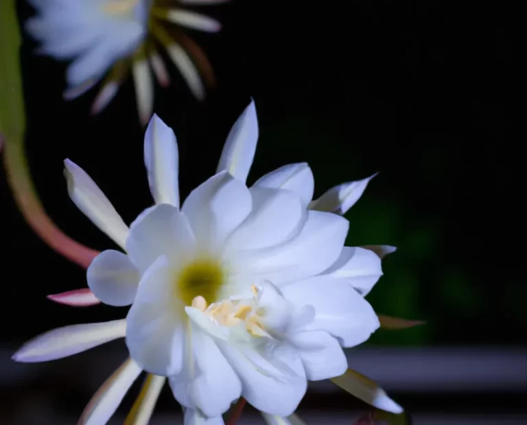 Significado das Cores das Flores em Casamentos 4 Fotos Epiphyllum oxypetalum scaled 1