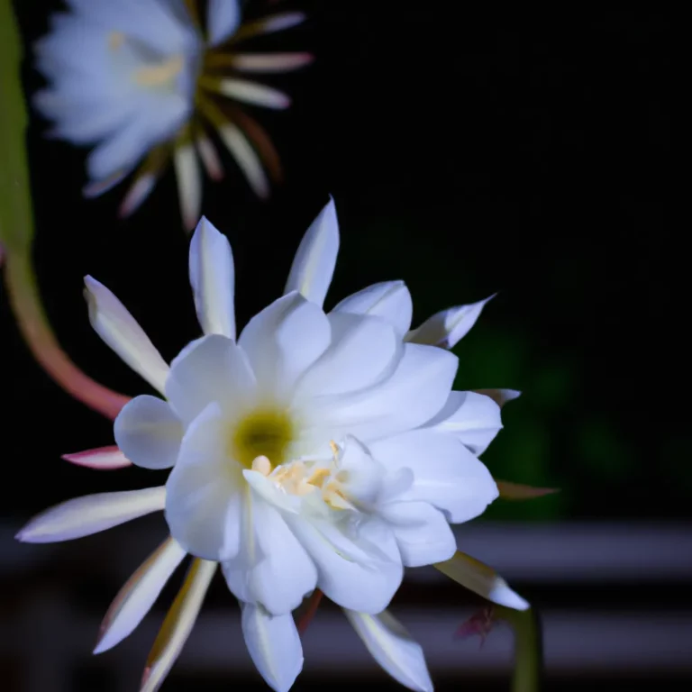 Fotos Epiphyllum oxypetalum scaled 1