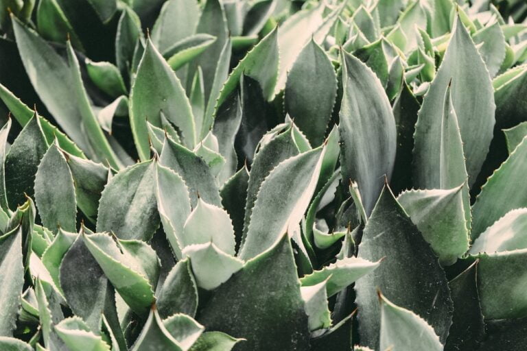 Como integrar plantas e luz natural ao design de interiores? 7 plantas