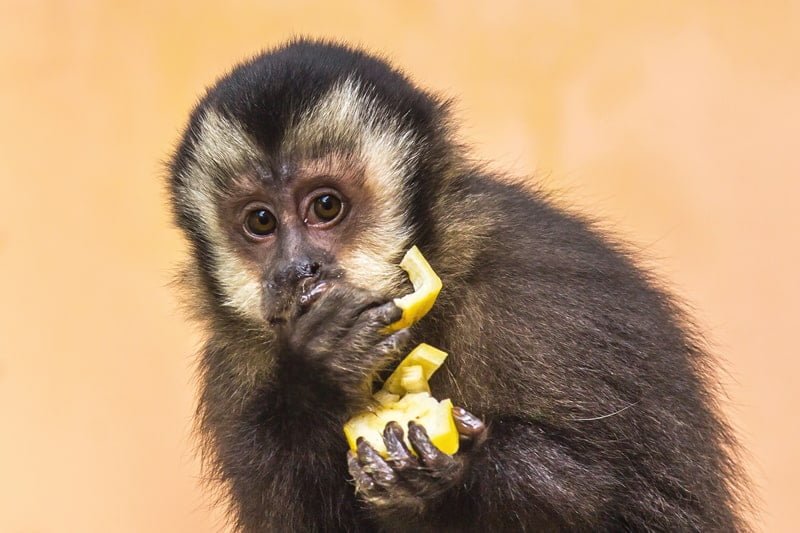 macaco no jogo do bicho