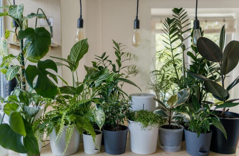 Como fazer um jardim dentro de casa 8 jardim