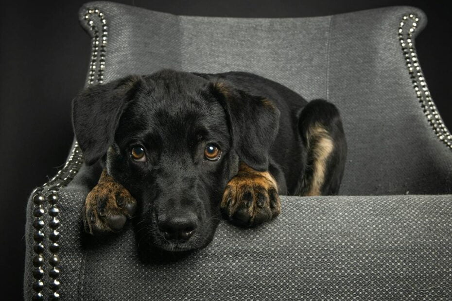 Como ajudar meu animal de estimação a superar o medo ou a ansiedade? 3 animal de estimação