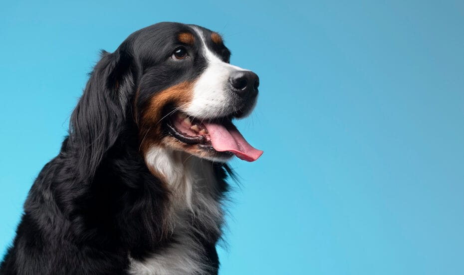 Serviços de Petshop com Desconto: Banho, Tosa e Consultas Veterinárias 3 cachorro petshop