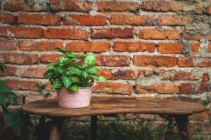 Centro de mesa com flores naturais: ideias práticas para dar vida ao seu lar 10 vaso de planta